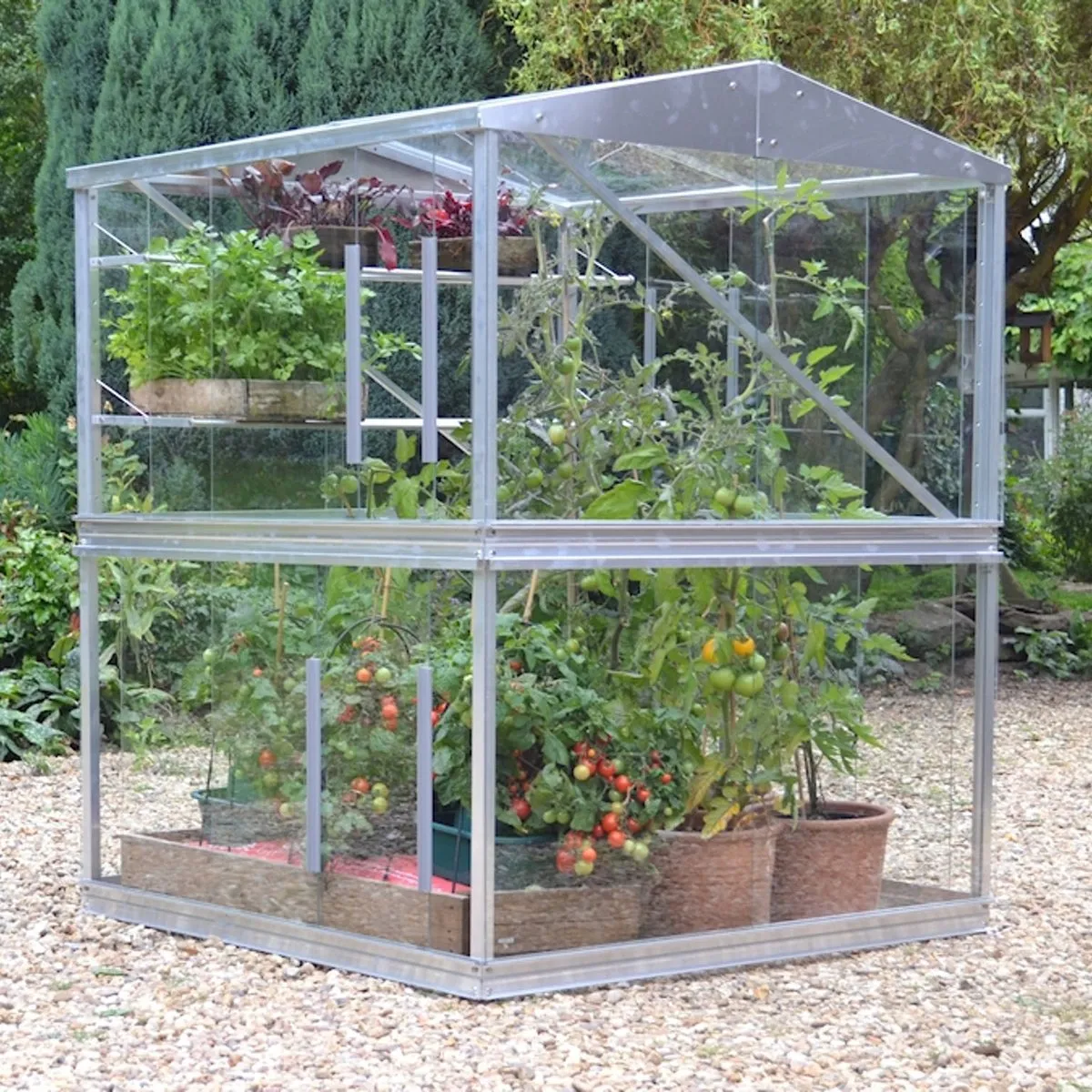 Tall mini greenhouse filled with cordon tomato plants in containers