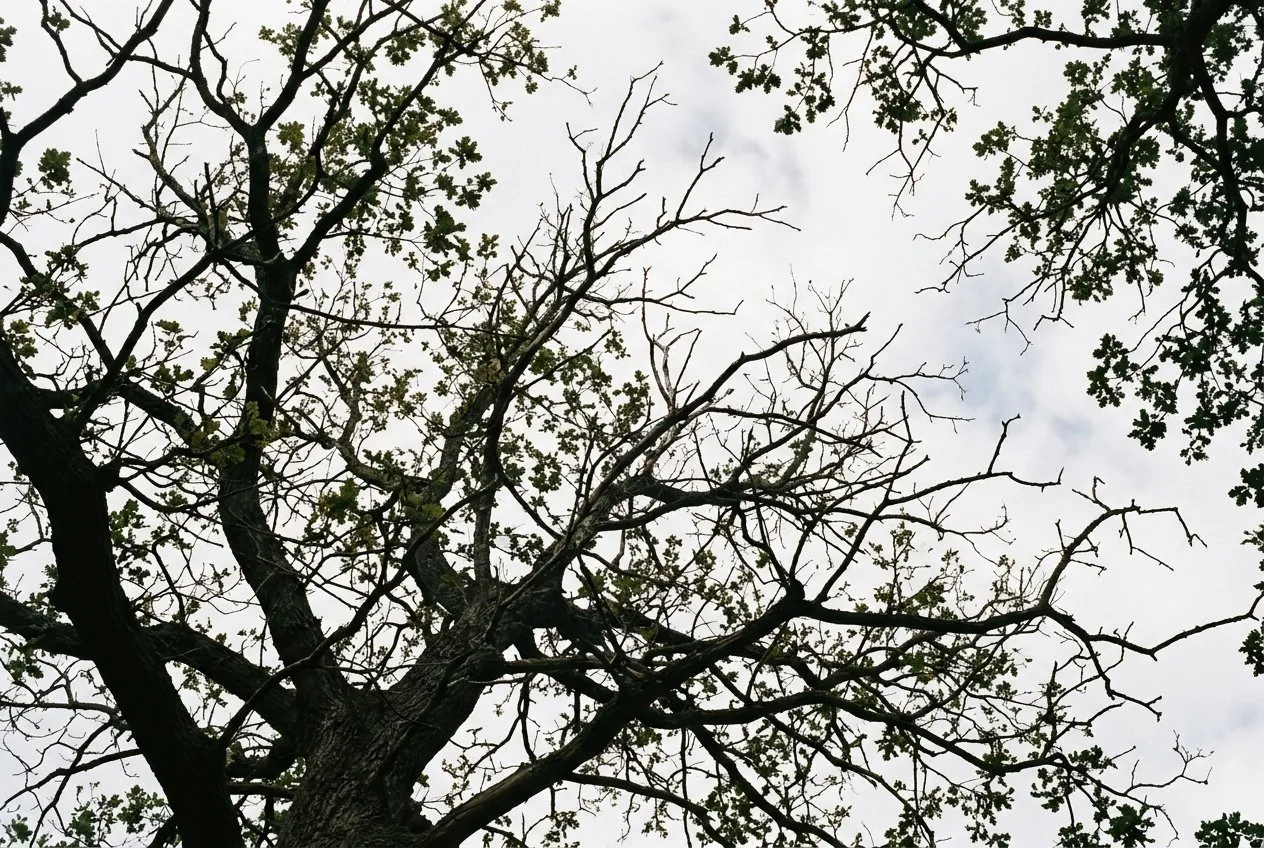 A mature oak crown showing sparse foliage and bare dead twigs against a pale summer sky, a sign of thinning