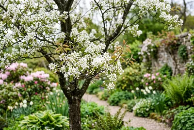Amelanchier (Amelanchier lamarckii)