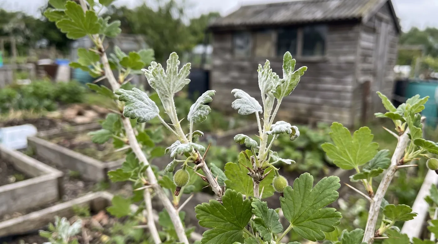 Gooseberry shoot tips in late spring with twisted young leaves coated in white powdery mildew