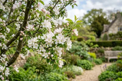 Apple Tree (Malus domestica)