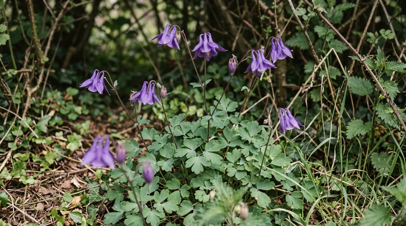 Nodding purple aquilegia flowers with hooked spurs above blue-green lobed leaves