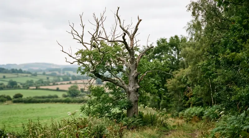 Ash tree with a thinning stag-headed crown showing bare upper branches against a UK woodland edge in summer
