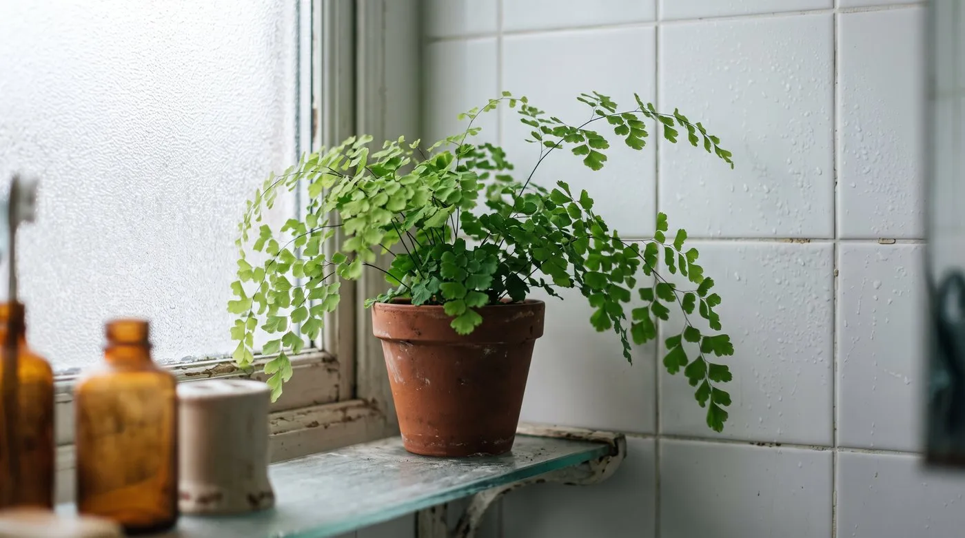 Maidenhair fern with fan-shaped leaflets on black stems on a steamy bathroom shelf by a frosted window