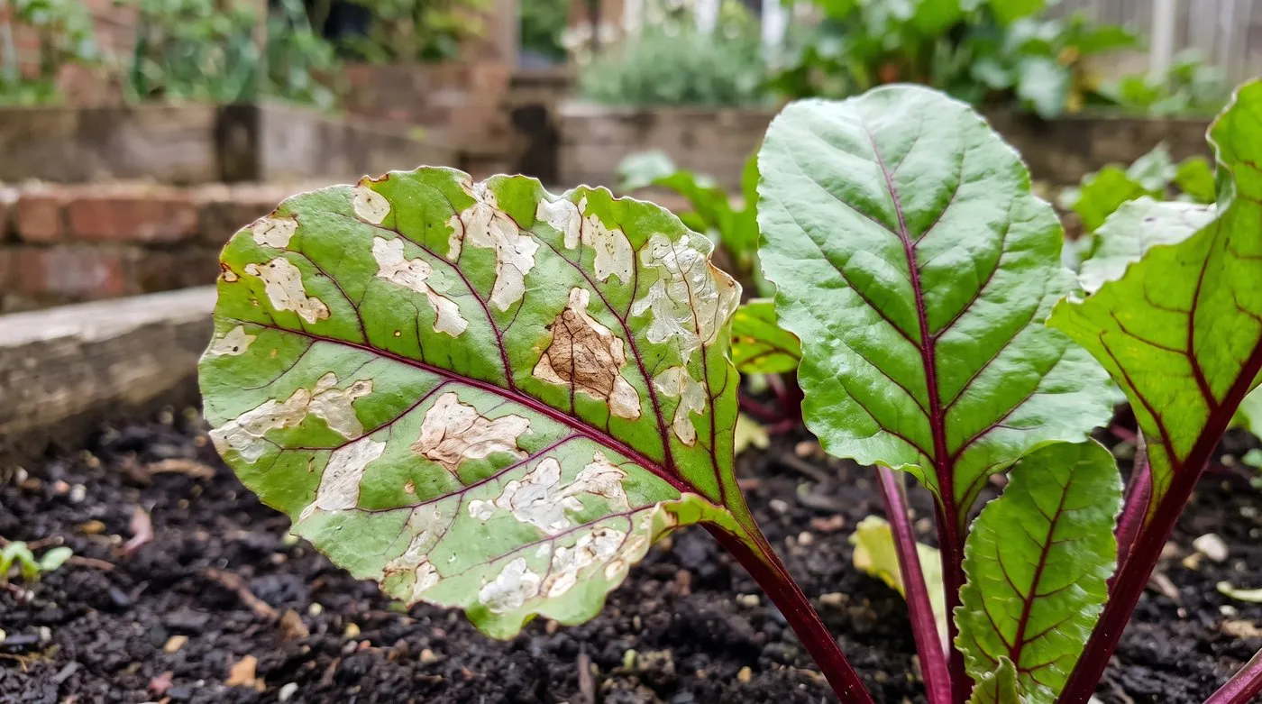 Beetroot leaf with pale blotches from beet leaf miner beside a healthy green leaf
