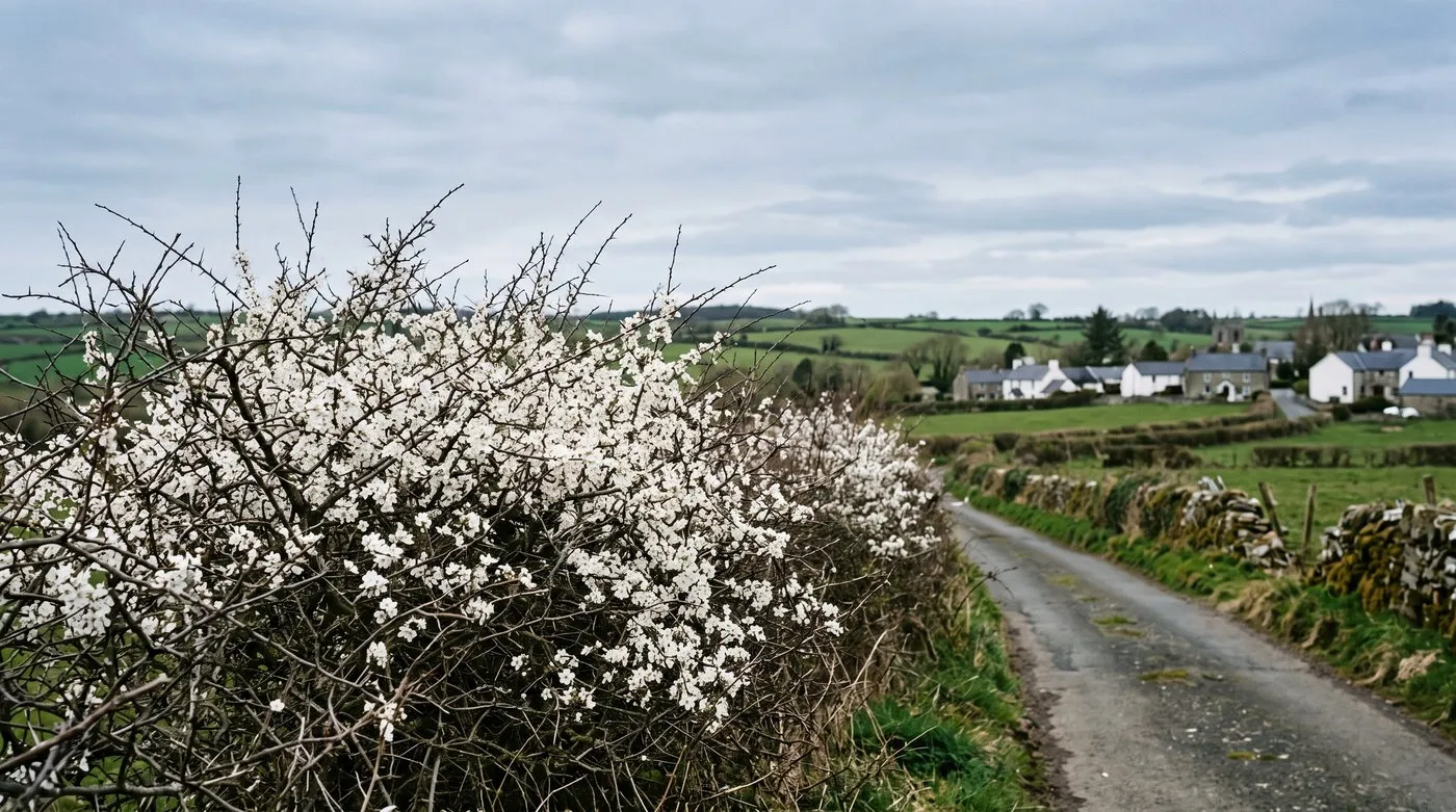 Blackthorn hedgerow covered in white blossom on bare twigs beside a country lane in early spring