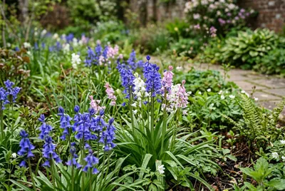 Bluebell (Hyacinthoides non-scripta)