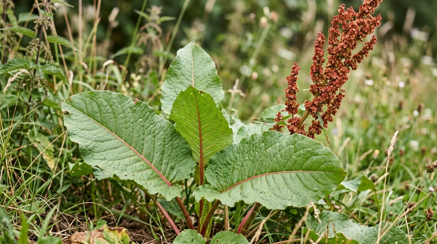 Close-up of a broad-leaved dock plant showing the large oval leaves with reddish stalks and a rusty seed spike