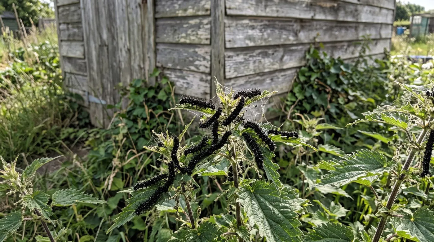 Black spiny peacock caterpillars feeding on stinging nettle leaves in a sunny allotment corner