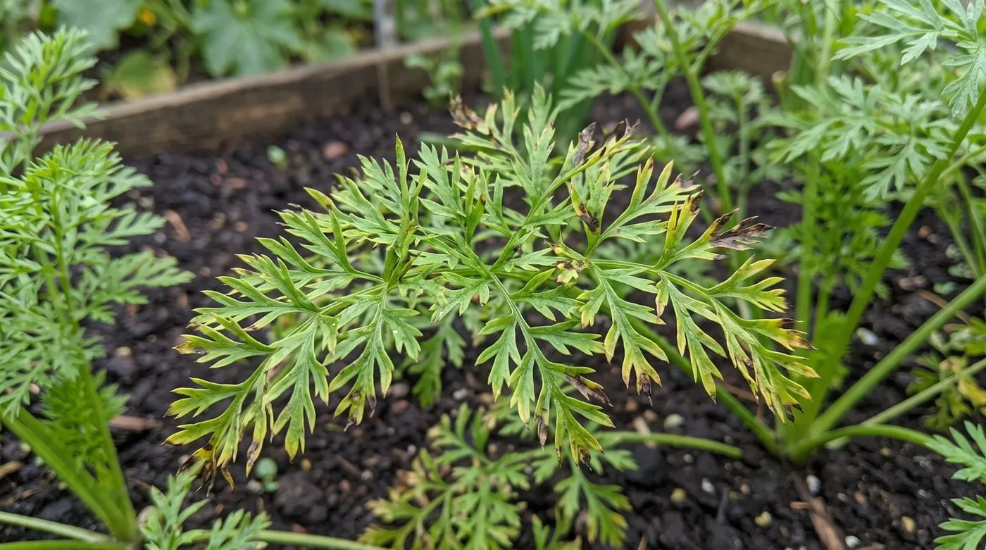 Carrot leaf blight showing dark brown lesions on feathery carrot foliage