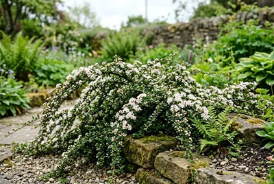 Cotoneaster (Cotoneaster horizontalis)