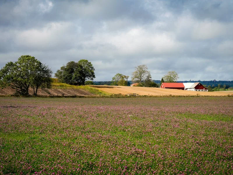 English country estate parkland in summer bloom
