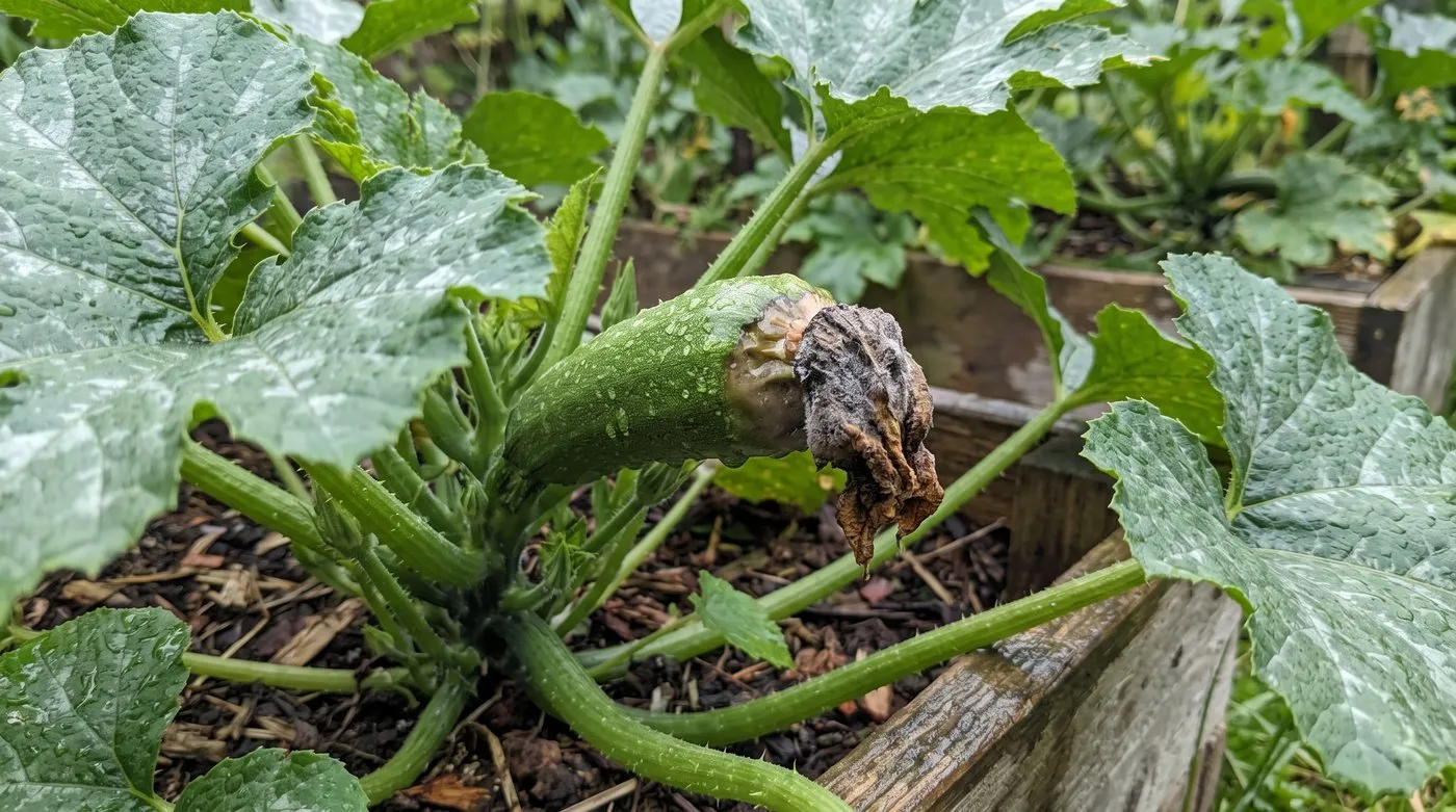 Young courgette with a soft, rotting brown tip under a soggy dead flower in a wet raised bed