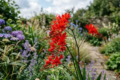 Crocosmia (Crocosmia 'Lucifer')