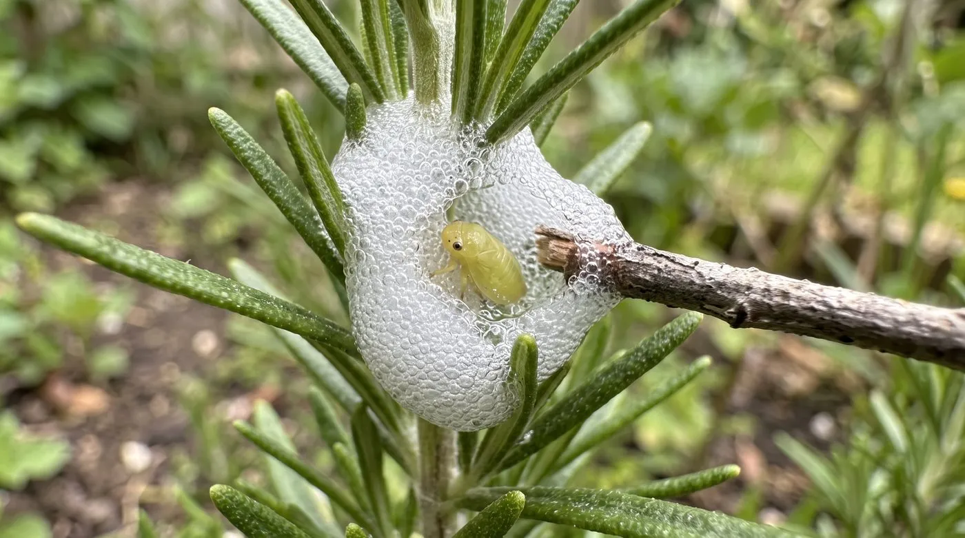 Cuckoo spit froth parted with a twig to show the small pale green froghopper nymph inside