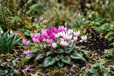 Cyclamen (Cyclamen hederifolium)