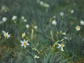 Field of golden daffodils in spring bloom