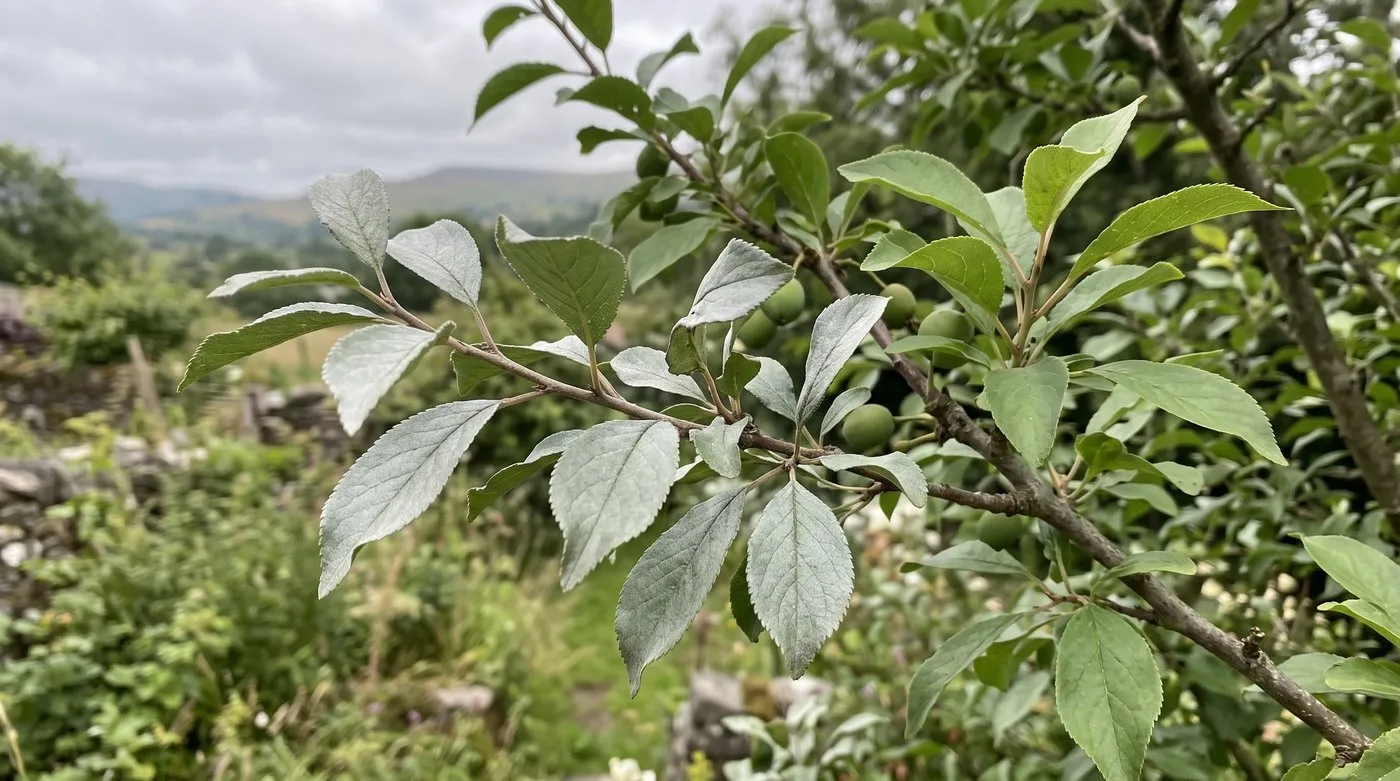 Damson branch with silvery silver leaf symptoms beside healthy green leaves
