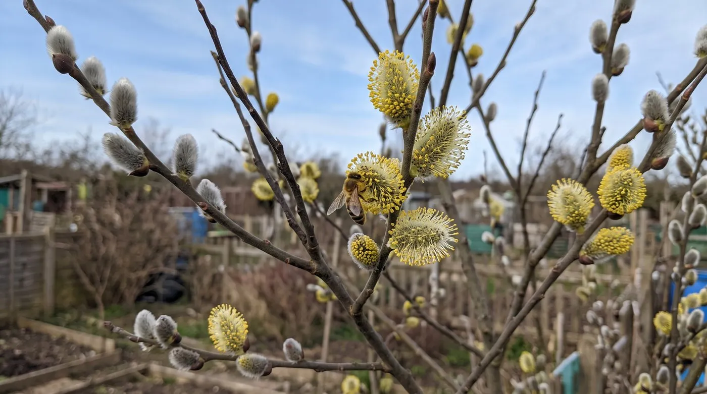 Male pussy willow catkins turning yellow with pollen, with a honey bee feeding, on an allotment in March
