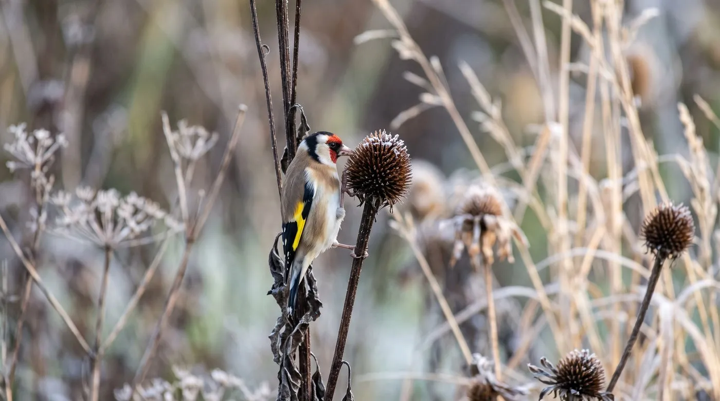Goldfinch feeding on a frosty dried echinacea seedhead in a winter border