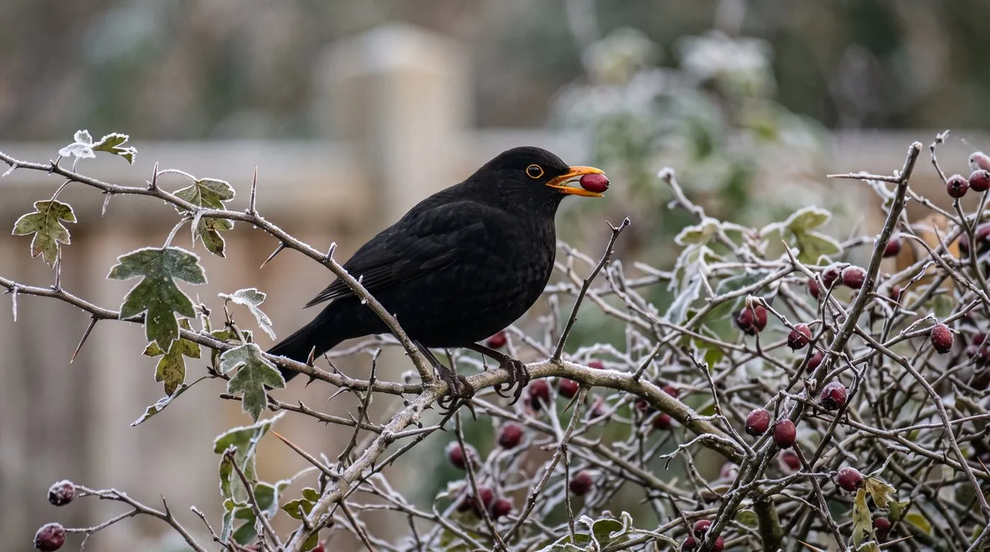 Blackbird eating red haws in a hawthorn edible hedgerow on a frosty morning