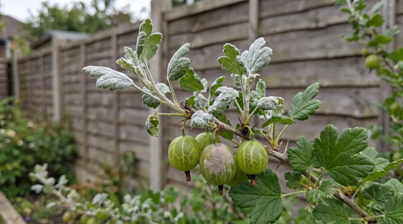 Gooseberry shoot tips coated in white mildew felt above healthy older leaves