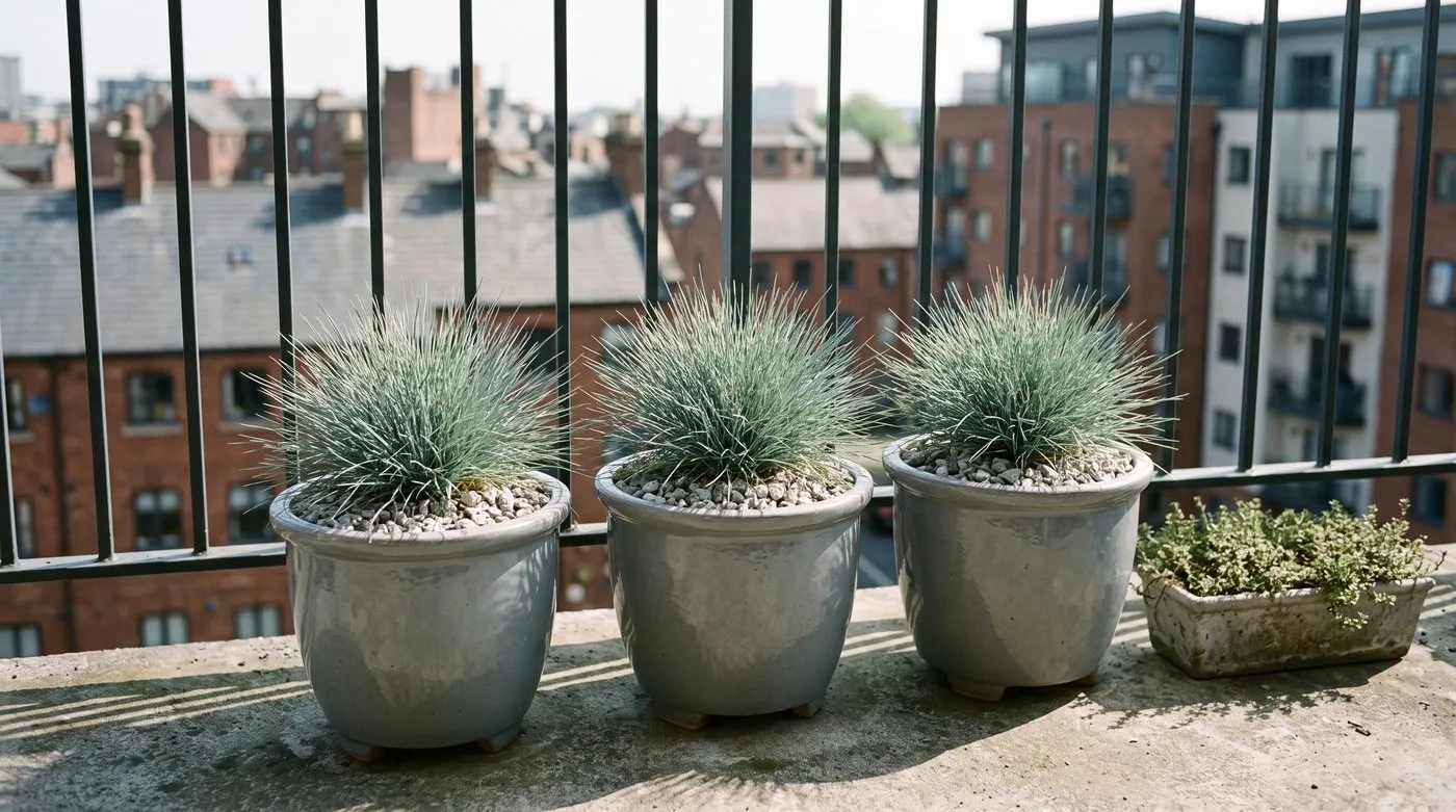 Blue fescue grass in gravel-topped pots raised on pot feet on a sunny city balcony