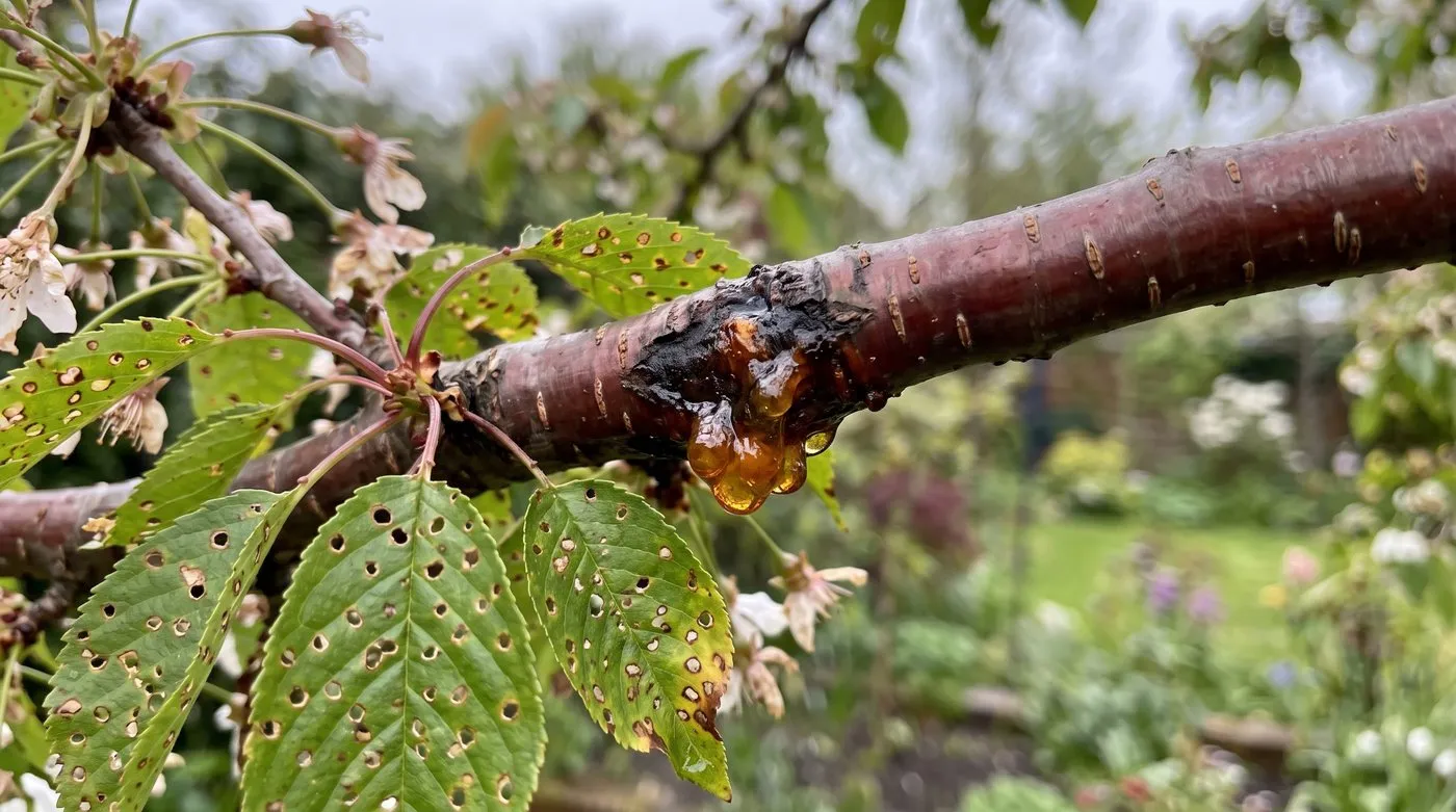 Flowering cherry branch with a sunken canker oozing amber gum and shot-holed leaves