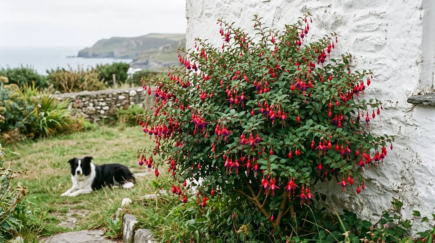 Hardy fuchsia Mrs Popple shrub covered in scarlet and violet flowers in a seaside garden, with a collie