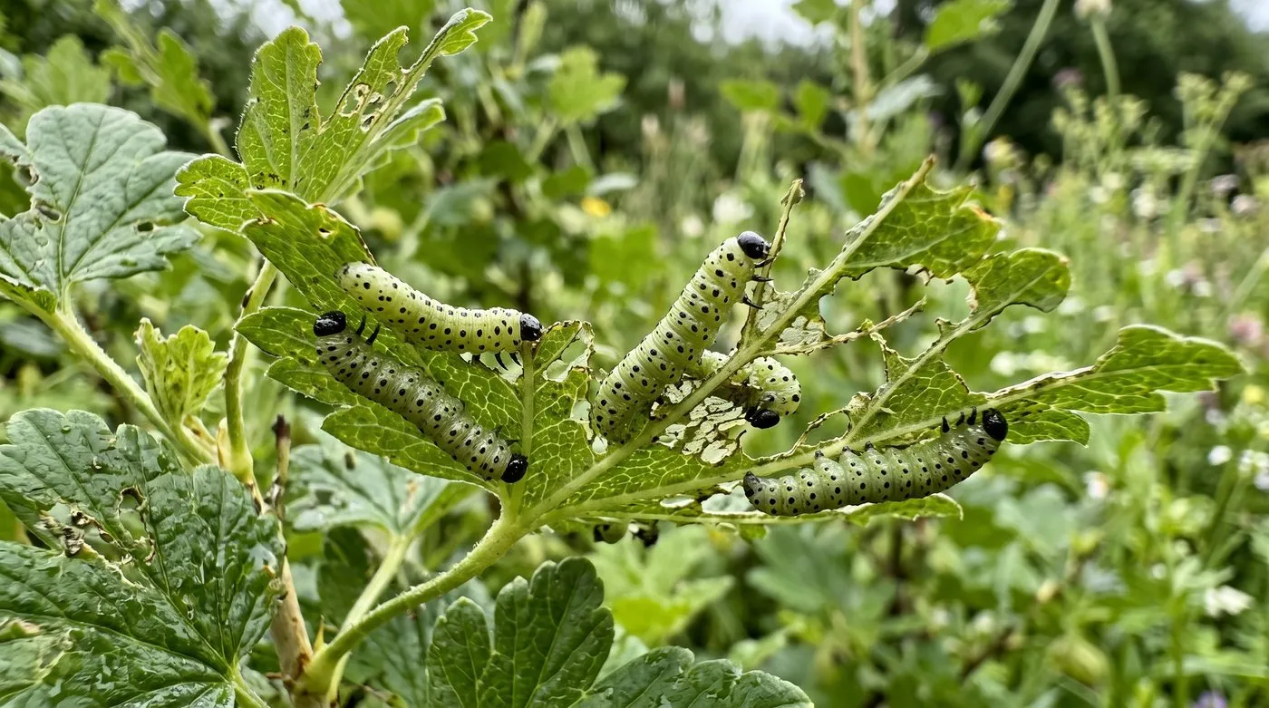Pale green gooseberry sawfly larvae with black spots feeding along damaged gooseberry leaf margins
