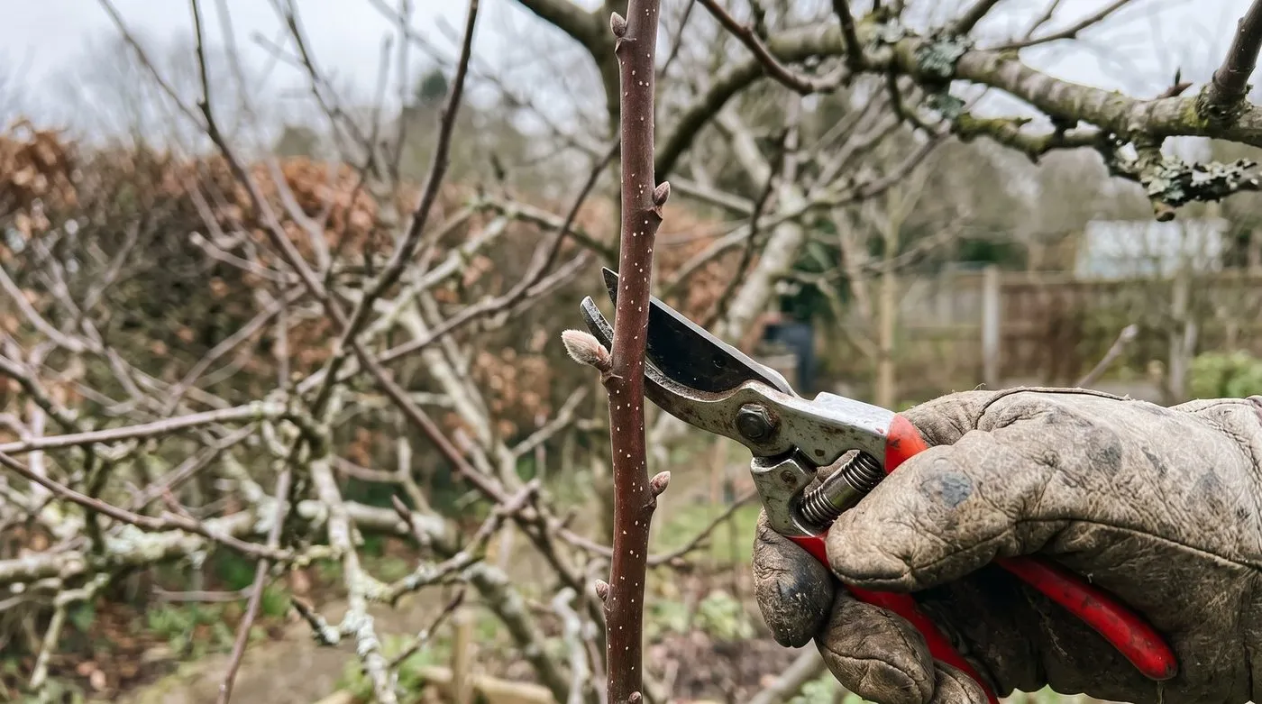 A winter pruning cut on an apple shoot just above an outward-facing bud