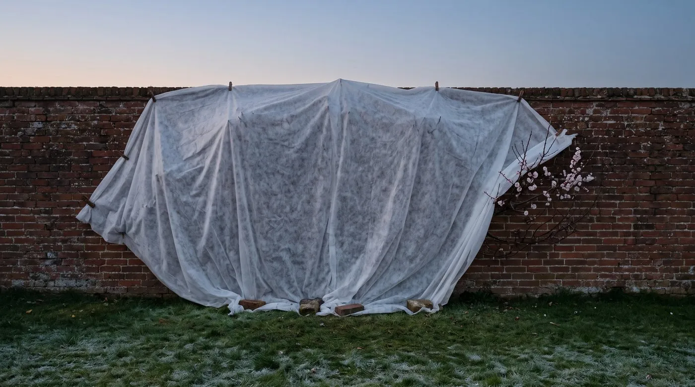 Wall-trained apricot tree covered with fleece on a frosty March evening to protect the blossom