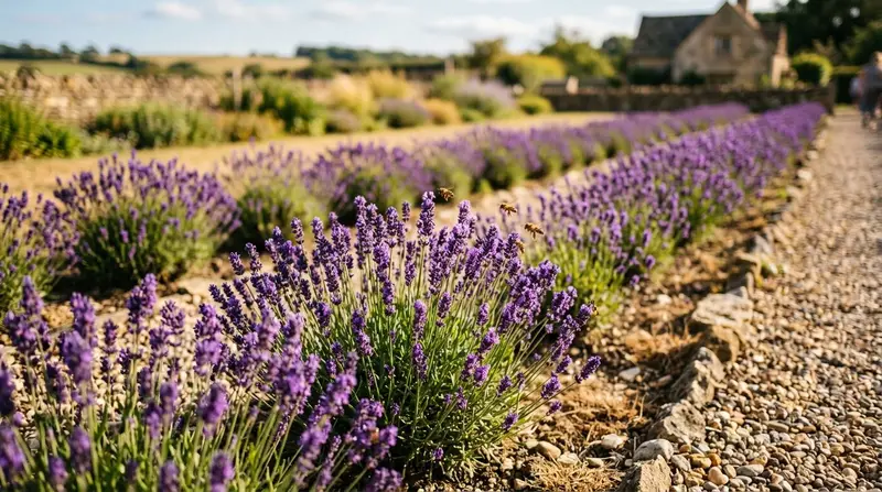 Rows of purple English lavender in bloom with bees in a sunny garden