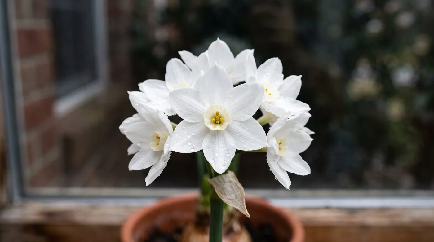 Extreme close-up of a cluster of pure white paperwhite narcissi florets showing petals and pale cups with water droplets