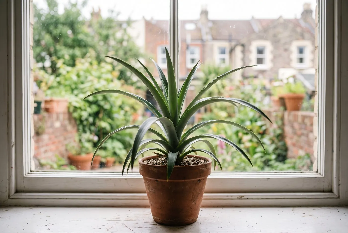 A rooted pineapple top growing as a young Ananas comosus rosette of spiny grey-green leaves on a bright UK windowsill