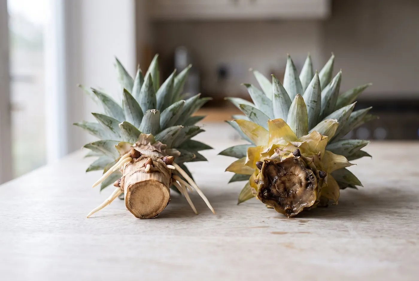 Two pineapple crown bases side by side, one with healthy white roots and one browned and rotted at the cut, on a kitchen worktop