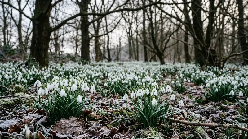 White snowdrop flowers pushing through frosty ground in a UK woodland garden in late winter