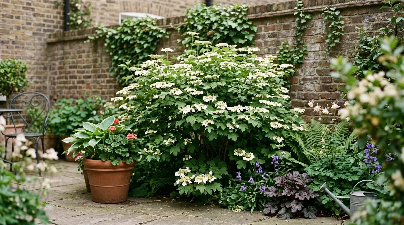 Compact guelder rose Compactum flowering in a small city garden border
