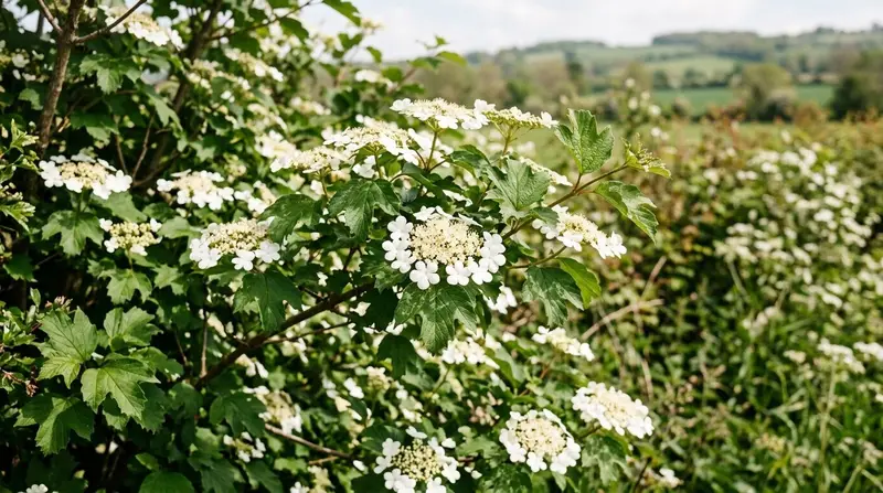 Guelder rose in flower with white lacecap heads on a shrub in a rural UK hedgerow in May