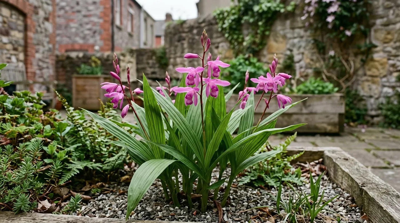 Bletilla striata in flower in a Bristol courtyard garden, magenta-pink orchid blooms above pleated strap-shaped leaves