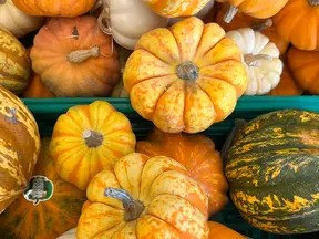 Display of giant pumpkins and harvest produce at an autumn show