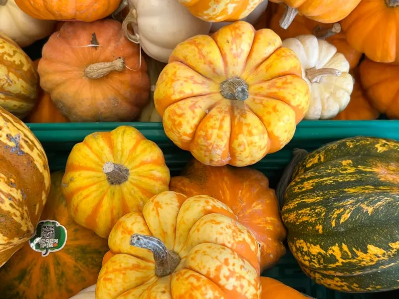 Display of giant pumpkins and harvest produce at an autumn show