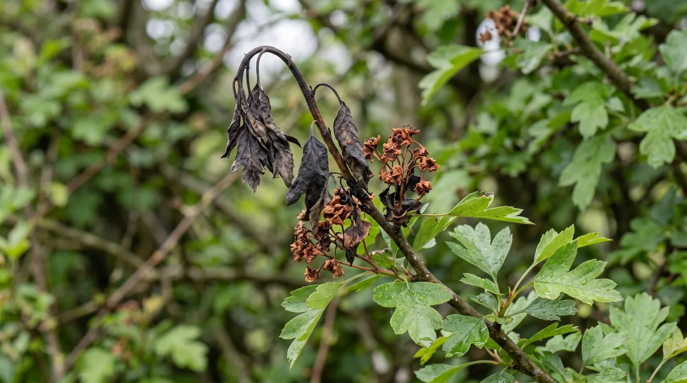 Hawthorn shoot blackened and wilted by fire blight, with healthy green leaves lower down