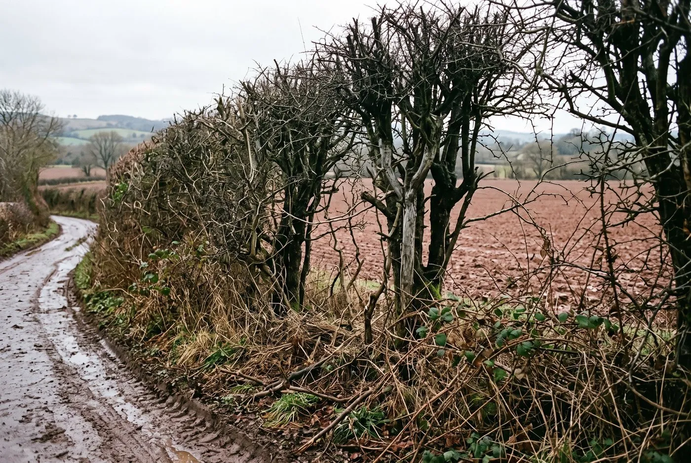 Overgrown hawthorn and blackthorn hedge on a UK country lane before hedgelaying, tall and gappy at the base