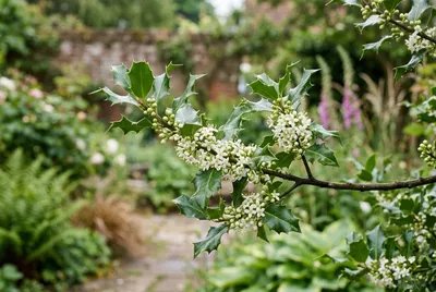 Holly (Ilex aquifolium)