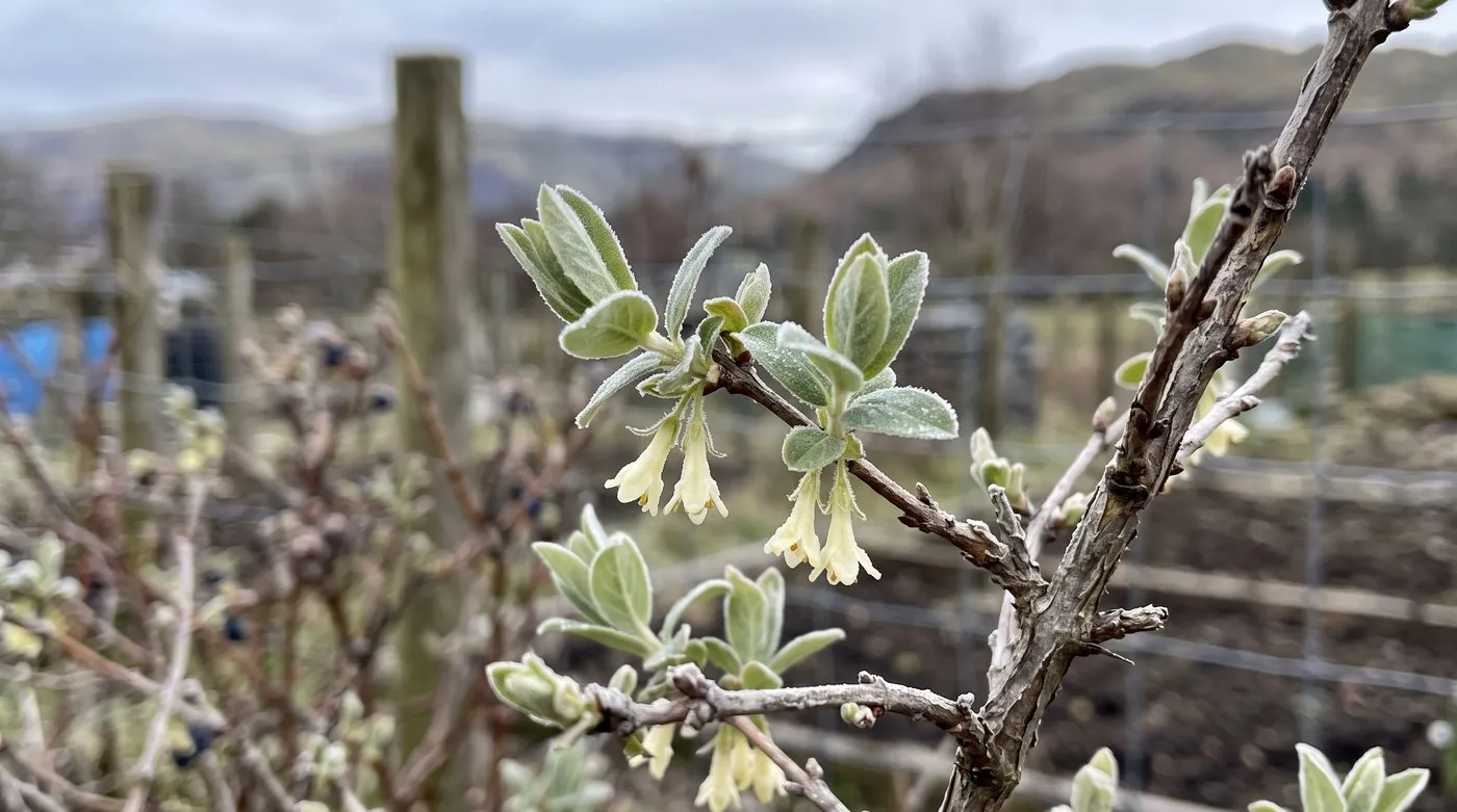 Pale creamy-yellow honeyberry flowers in pairs on a frosty twig in early spring