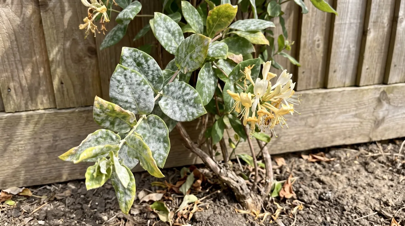 Honeysuckle leaves coated in white powdery mildew on a plant with dry soil at its base