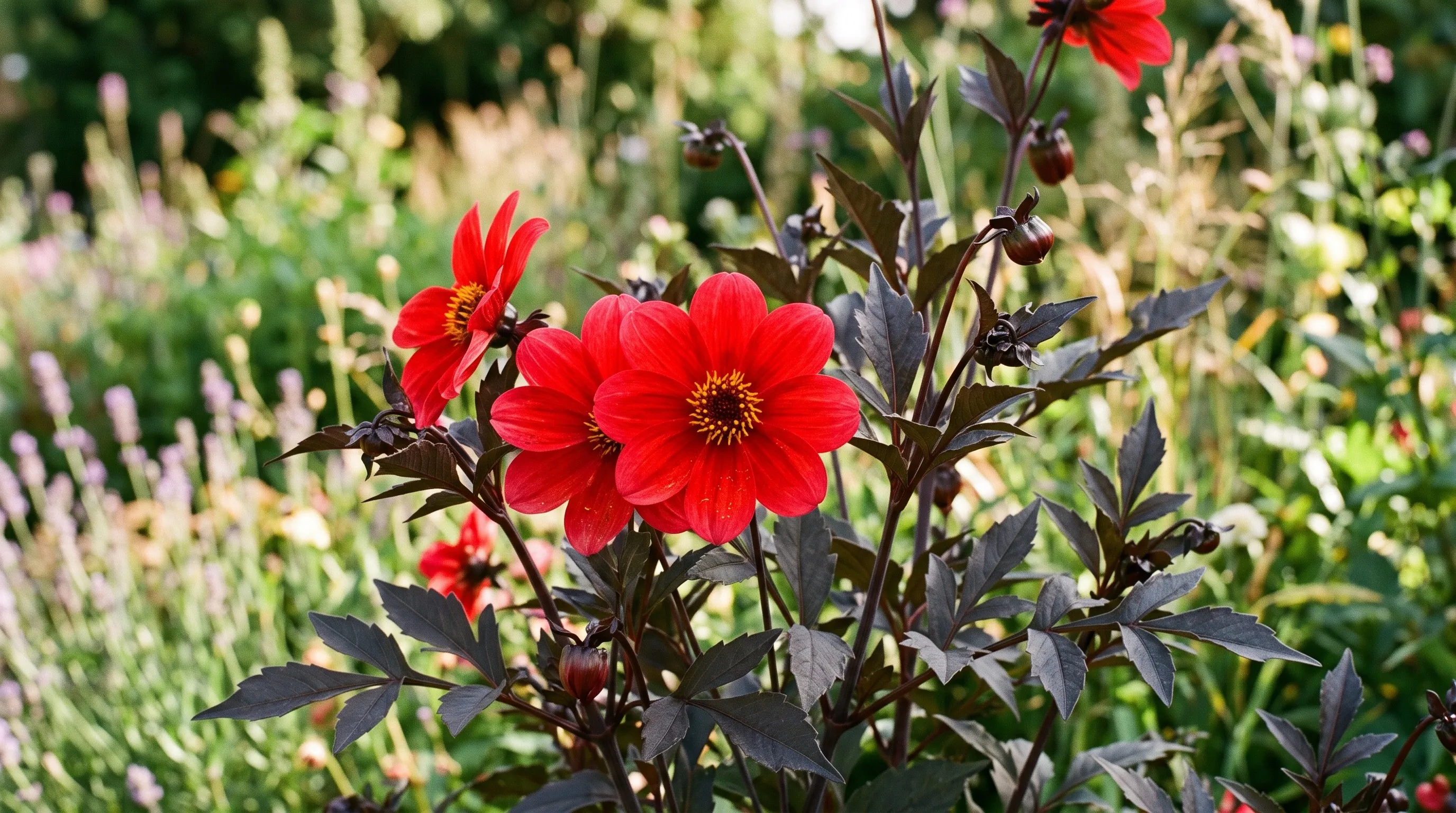 Close-up of Dahlia Bishop of Llandaff with single scarlet flowers and dark bronze-purple foliage
