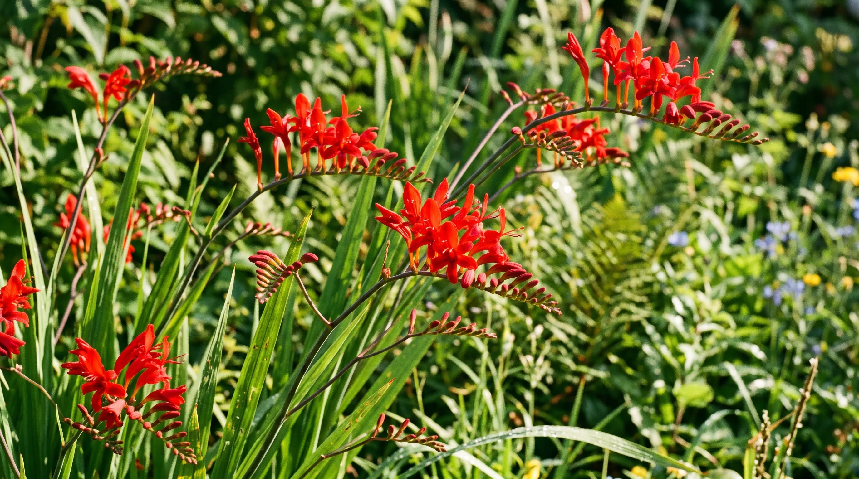 Close-up of Crocosmia Lucifer with arching scarlet red flower spikes above green sword-shaped foliage