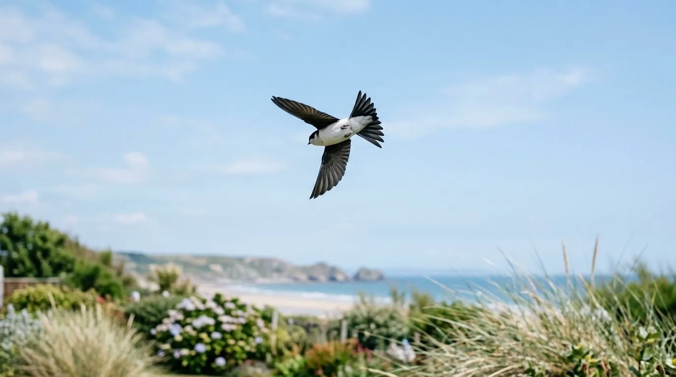 House martin in flight against a clear sky over a UK seaside garden, white rump and forked tail visible from below